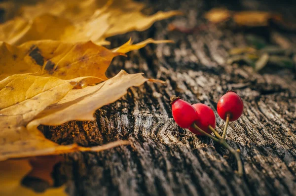 Köpek gülü ve sonbahar akçaağaç yaprakları ahşap arka planda
