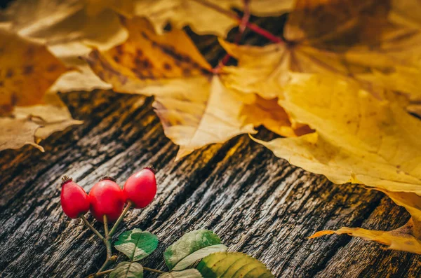 Осенний Фон Желтые Осенние Кленовые Листья Деревянной Доске Красной Розой — стоковое фото