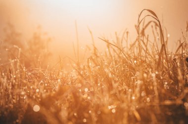 Çiğ. Parlayan bir parlak çiğ, vintage tarzı etkisi resim arka plan