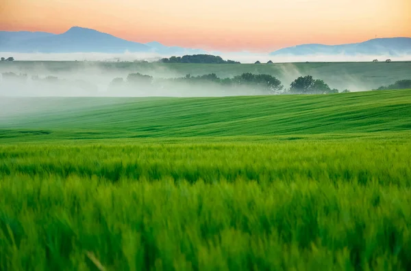 Landscape Rye Field Hills Trees Morning Mist Beautiful Colors Sunrise — Stock Photo, Image