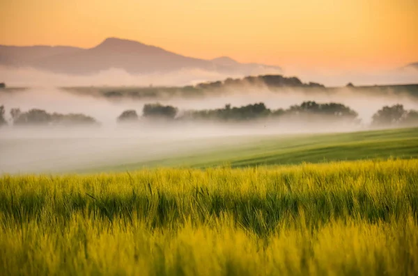 晨景与黑麦和薄雾 美丽的夏日日出风景 — 图库照片