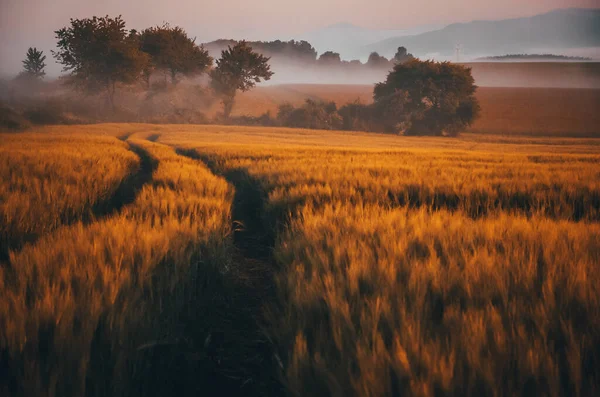 Estrada Campo Centeio Agrícola Durante Pôr Sol Calmo Verão Cenário — Fotografia de Stock