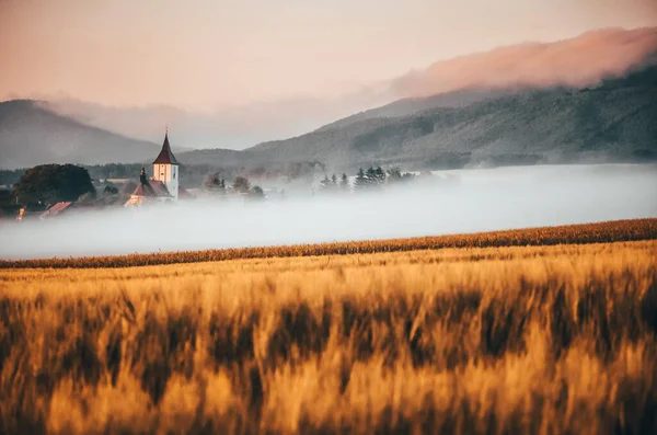 Утренняя Природа Золотой Пшеницей Ярким Фоном Заднем Плане Церковь Деревня — стоковое фото
