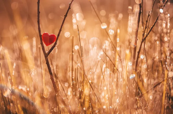Coração Vermelho Natureza Com Maravilhosa Manhã Cai Fundo Luz Bonita — Fotografia de Stock
