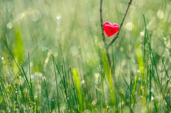 Rotes Herz Grüner Natur Schöne Bunte Tapete Mit Platz Für — Stockfoto