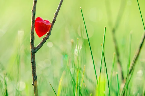 Rotes Herz Der Natur Mit Wunderschönem Hintergrund Und Schönem Licht — Stockfoto