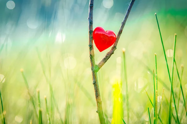 Rotes Herz Der Natur Mit Wunderschönem Hintergrund Und Schönem Licht — Stockfoto