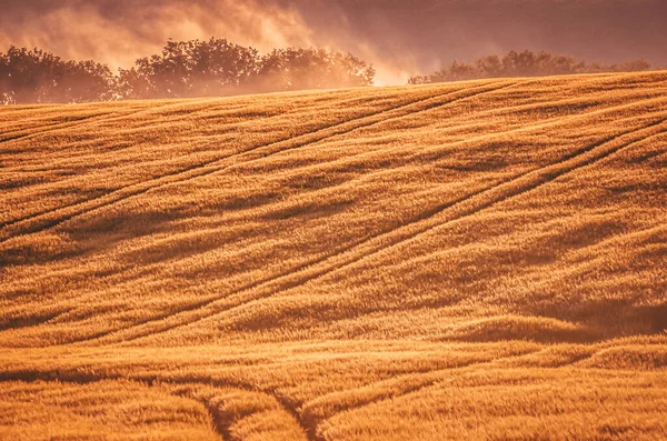 在平静的夏日落山时 在农业黑麦田的道路上 原始的晨景 — 图库照片