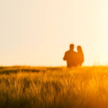 Birbirine aşık çiftler, yaz günbatımında altın çavdar tarlasında birlikte eğlenirler..