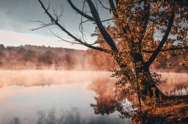 Donmuş örümcek ağı, sakin bir sonbahar sabahı, renkli ağaçlarla gölün yanında.