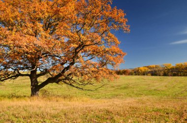 Renkli bir sonbahar sabahı. sis, çayır, orman ve mavi gökyüzü