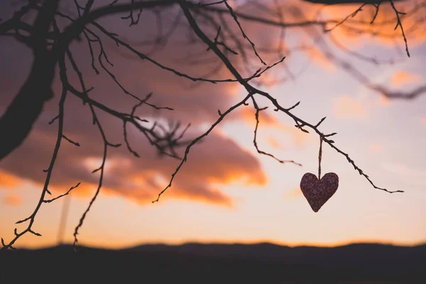 Buntes Kleines Schönes Herz Der Abendnatur — Stockfoto