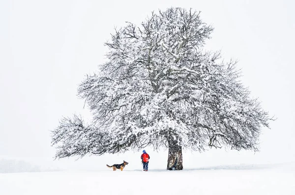 Мальчик Собакой Стоит Белым Зимним Деревом Покрытым Снегом Оригинальные Обои — стоковое фото