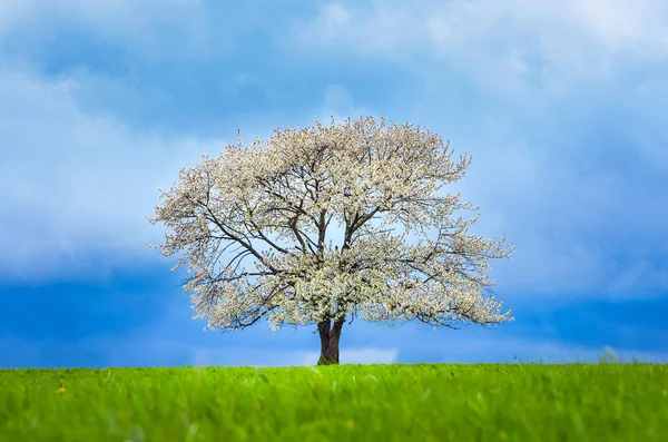 春天的樱桃树盛开在蓝天下的绿色草地上 — 图库照片