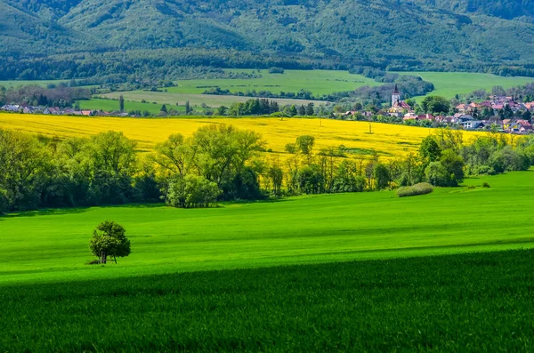 Landwirtschaftlicher Frühling Raps Und Weizenfeld Über Dorf Ländliche Landschaft Mit — Stockfoto