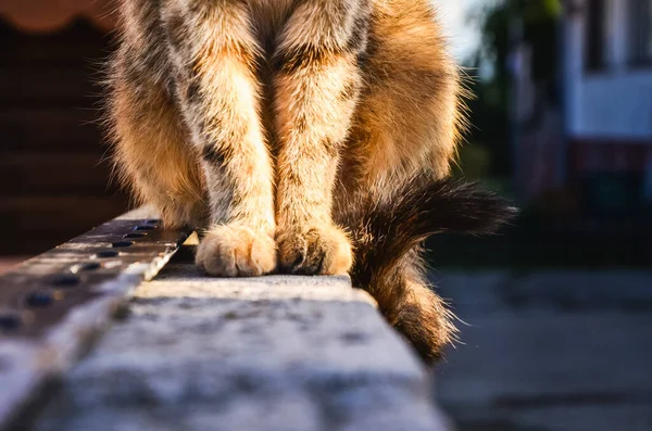 在温暖的秋日日出的阳光下 猫腿踩在栅栏上 — 图库照片