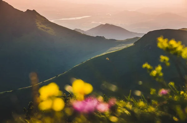Krajobrazy Przyrodnicze Kwiaty Łące Pięknych Karpatach — Zdjęcie stockowe