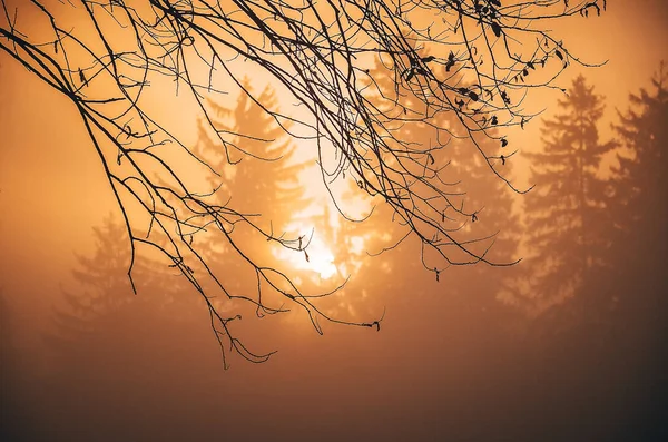 Туман Осенним Утром Коричневой Веткой Дерева — стоковое фото