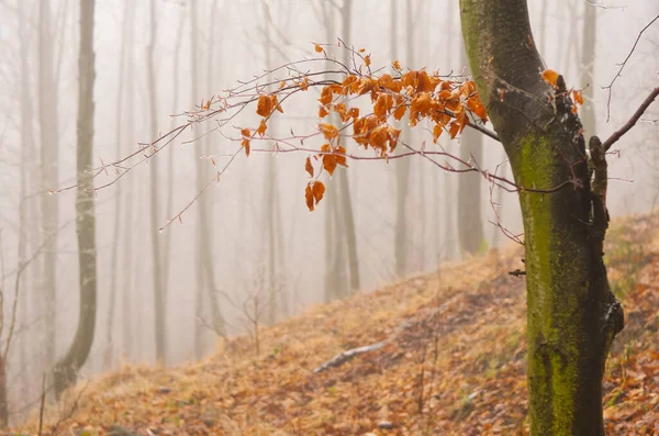 Осенний Утренний Лес Солнцем Словакия Обои Местом Монтажа — стоковое фото