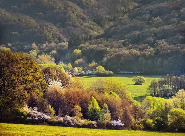 Wunderbare Frühlingsnatur Ländliche Landschaft Wald Und Wiese — Stockfoto
