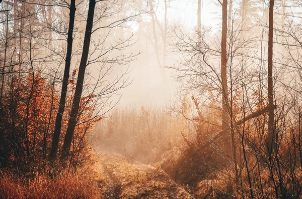 Klidný Podzimní Les Příjemnými Barvami Pokrytými Mlhou Teplým Světlem — Stock fotografie