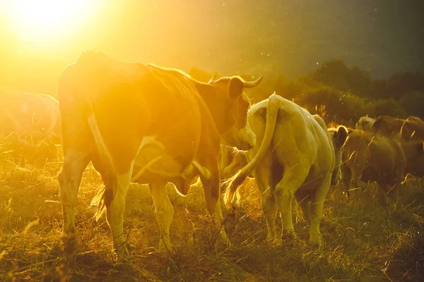 Vaca Prado Caminando Juntos Través Del Paisaje Agrícola Calma Puesta — Foto de Stock