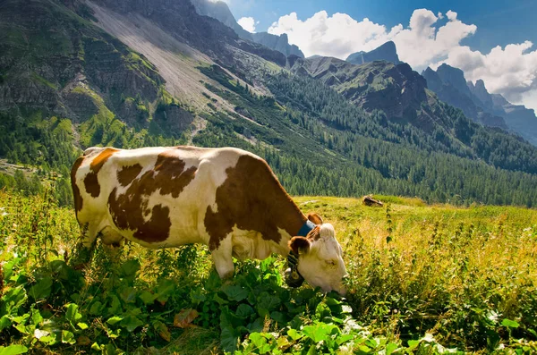 Vaca Bajo Dolomita Pastando Hermoso Prado Verde Paisaje Passo Rolle — Foto de Stock