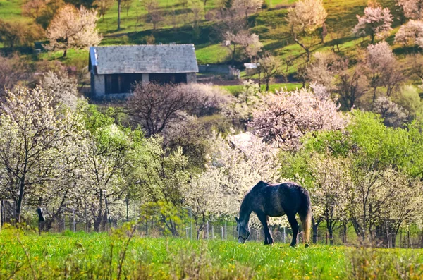 Cavalo Sozinho Gramar Prado Vazio Primavera Árvores Coloridas Cheias Flores — Fotografia de Stock