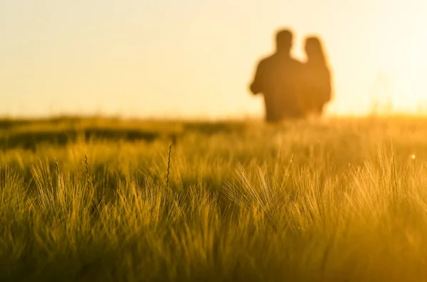 Ζευγάρι Ερωτευμένοι Διασκεδάστε Μαζί Χρυσό Χωράφι Σίκαλης Στο Φως Του — Φωτογραφία Αρχείου