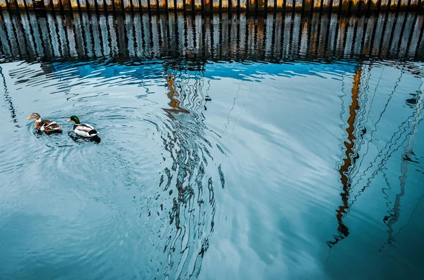Dwie Kaczki Pięknej Wodzie Klanu Norwegii Oryginalna Tapeta Natury — Zdjęcie stockowe