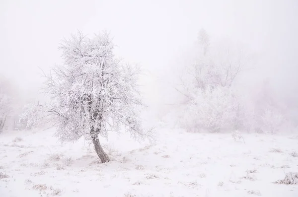 Замороженный Белый Зимний Рождественский Пейзаж Покрытый Снегом Туманом — стоковое фото