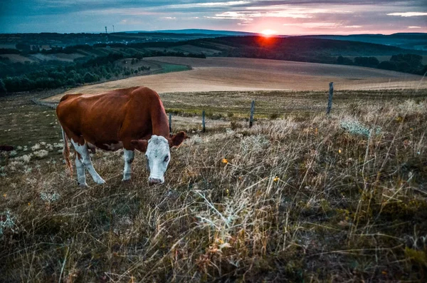 Grupo Vacas Pastos Con Luz Naranja Atardecer — Foto de Stock