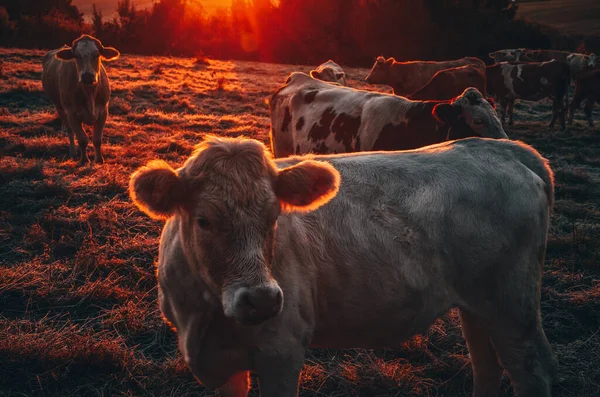 Groupe Vaches Sur Pâturage Coucher Soleil Orange — Photo