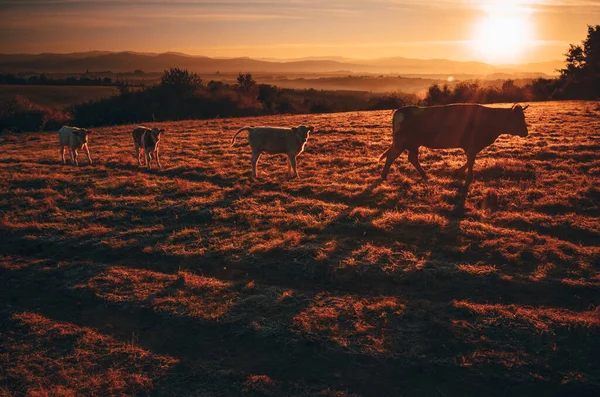Grupo Vacas Pastos Con Luz Naranja Atardecer — Foto de Stock