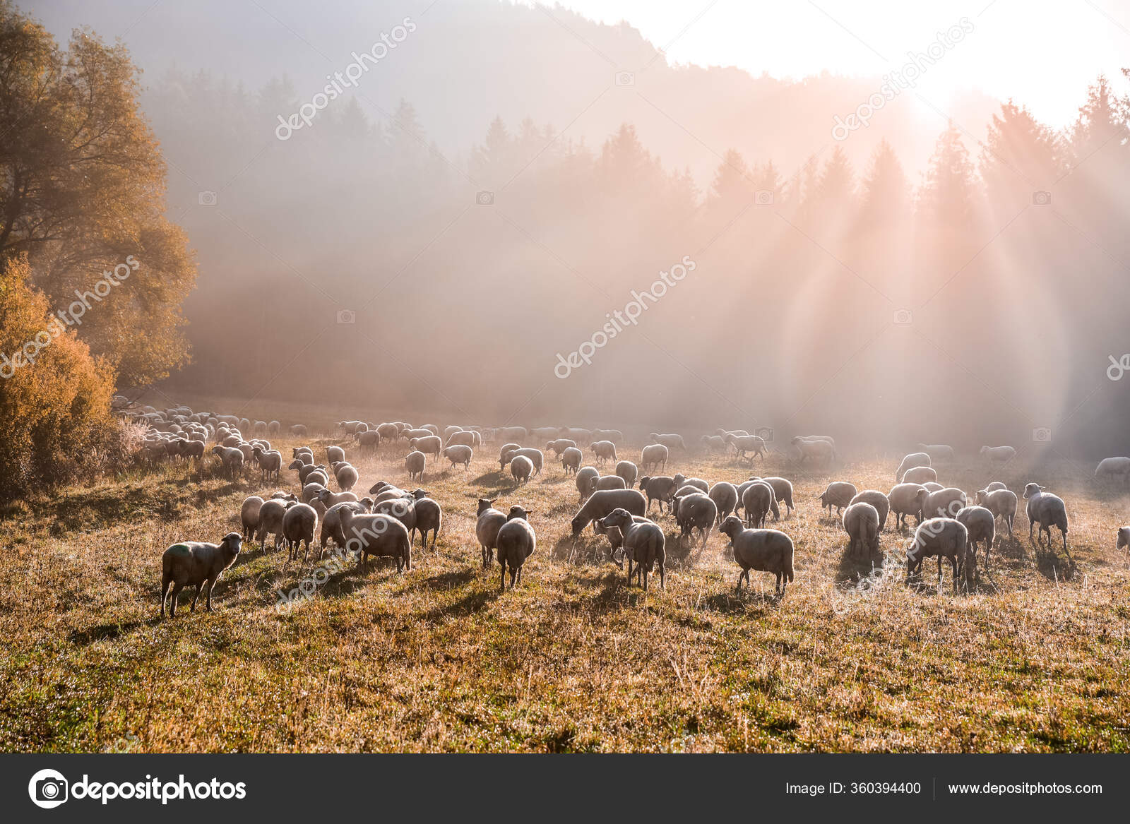 Ovejas Otoño Luz Mañana Rayos Fondo — Foto de stock #360394400 ©  kovop58@gmail.com, image size:1600x1167