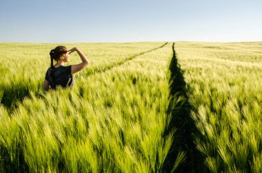 Genç kız gün batımını seyrediyor ve buğday tarlasında duruyor.