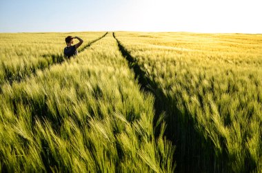 Genç kız gün batımını seyrediyor ve buğday tarlasında duruyor.