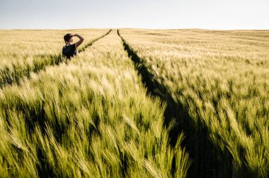 Genç kız gün batımını seyrediyor ve buğday tarlasında duruyor.