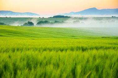 Yeşil buğdaylı sabah manzarası ve sisli harika gün batımı.