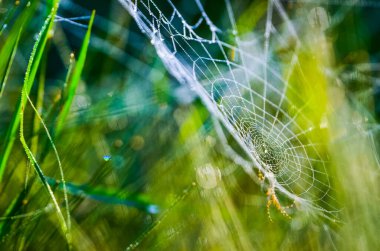 Örümcek ağı sabah damlalarıyla kaplı. Yaz sabahından güzel bir duvar kağıdı.