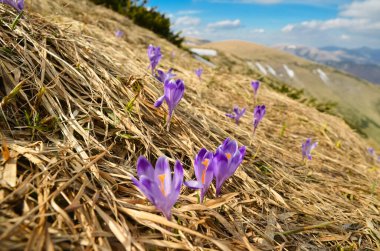 Sonbaharda mor çiçekler, arka planda büyük dağlar olan yüksek Tatras çayırı.