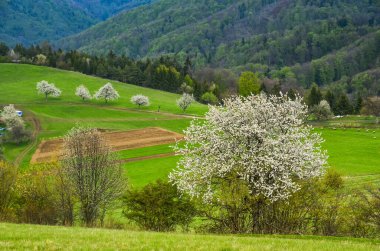 Arka planda karahindiba ve köy kilisesi dolu bahar karahindiba çayırı