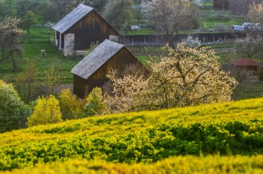 Arka planda karahindiba ve köy kilisesi dolu bahar karahindiba çayırı