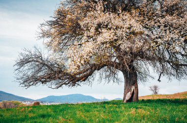 Güzel mavi çiçekli bahar ağacı.