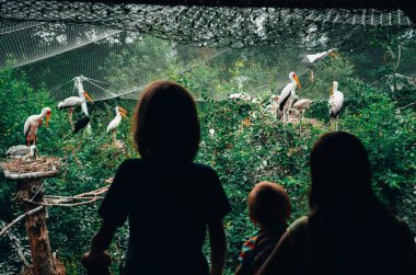 Hayvanat bahçesindeki çocuklar kuşları izliyor.
