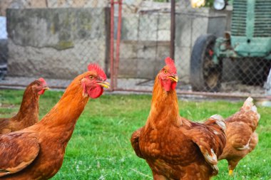 Kırsal alanda tavuk, arka planda yeşil çimen.