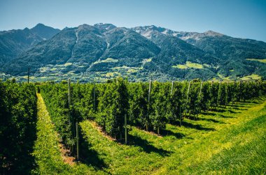 İtalya 'daki elma bahçesi. Merano yakınlarında..