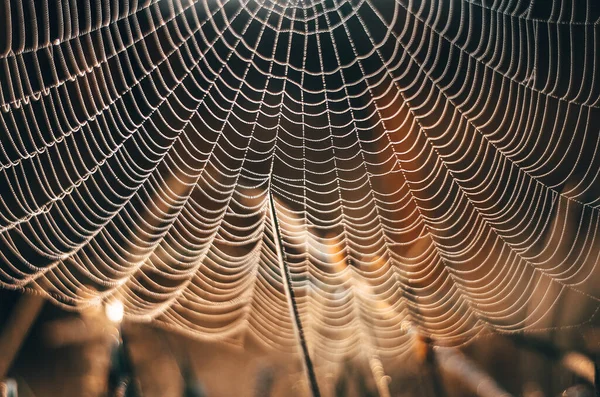 Spinnennetz Detail Morgenlicht — Stockfoto