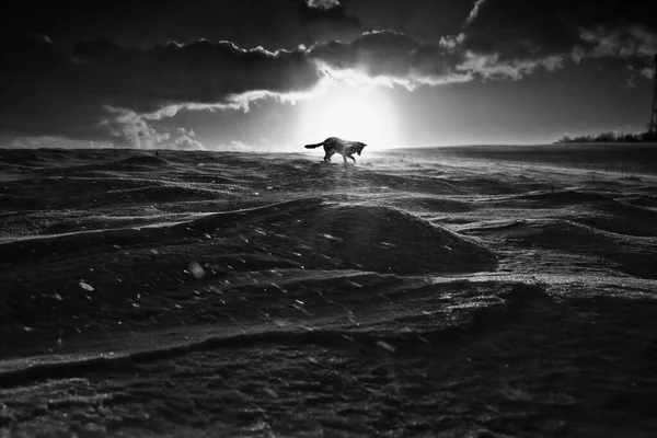 Samotný Pes Hraje Přírodě Během Větrného Zimního Večera Černobílá Fotografie — Stock fotografie