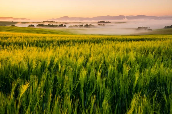 清晨的自然风光 绿小麦 美妙的落日 — 图库照片